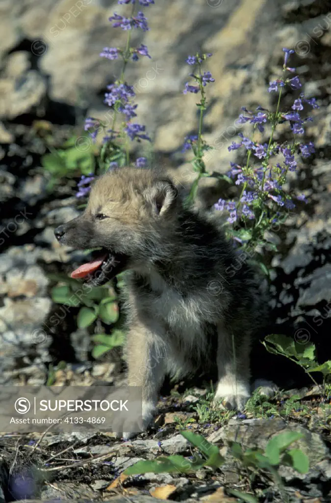 Grey Wolf , Gray Wolf , White Wolf , Canis lupus tundrorum , Adult on rock