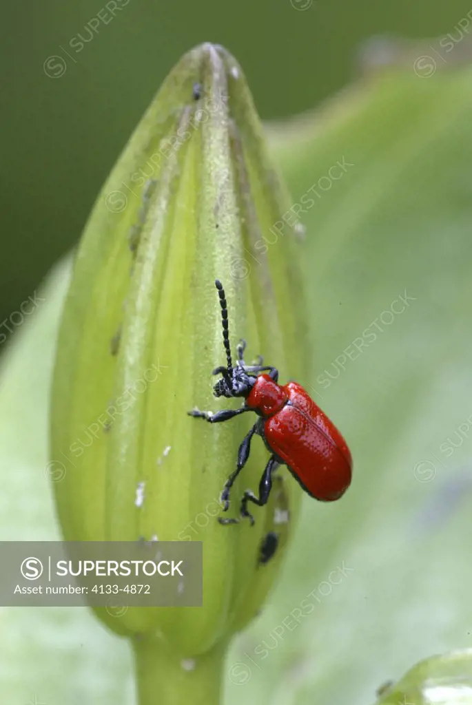 Lily leaf beetle , Lilioceris lilii , Germany , beetle