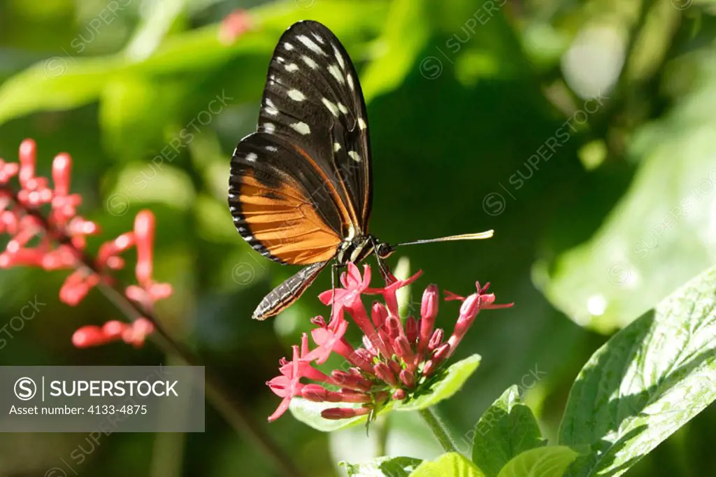 Monarch, Danaus plexippus, USA, imago feeding on bloom