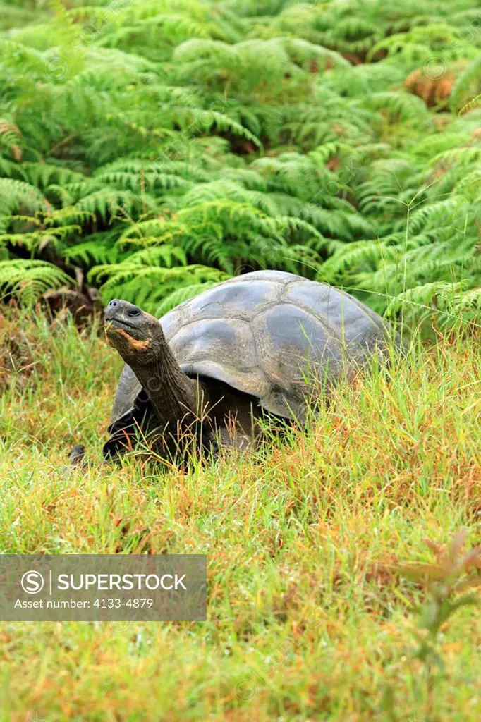 Galapagos Tortoise,Giant Tortoise,Geochelone nigra,Galapagos Islands,Ecuador,adult resting feeding