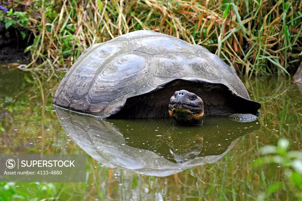 Galapagos Tortoise,Giant Tortoise,Geochelone nigra,Galapagos Islands,Ecuador,adult resting in water