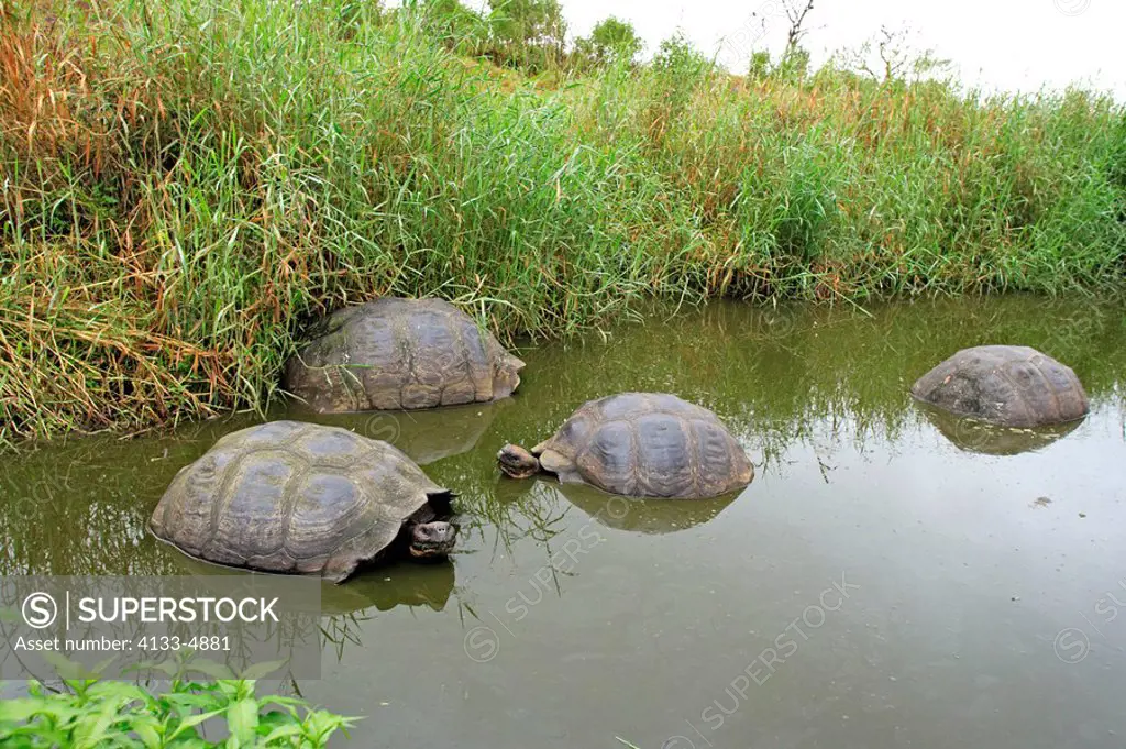 Galapagos Tortoise,Giant Tortoise,Geochelone nigra,Galapagos Islands,Ecuador,adults,group resting in water