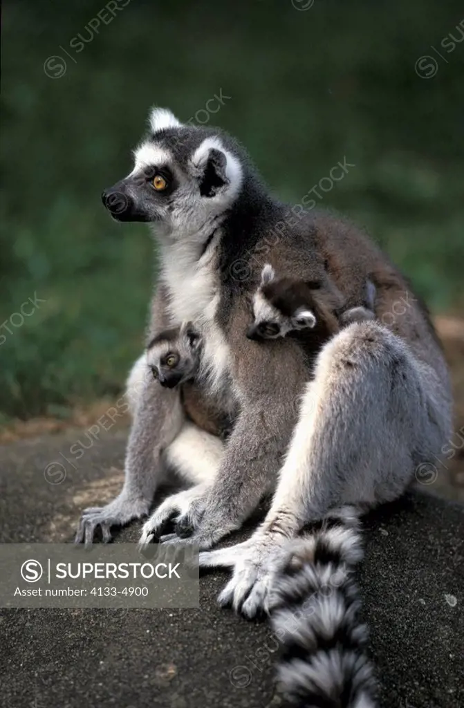 Ring-Tailed Lemur,Lemur catta,Madagascar,Africa,mother with ten days old baby on back
