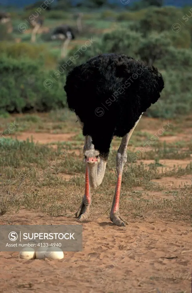 South African Ostrich,Struthio camelus australis,Oudtshoorn,Karoo,South Africa,Africa,adult male with eggs