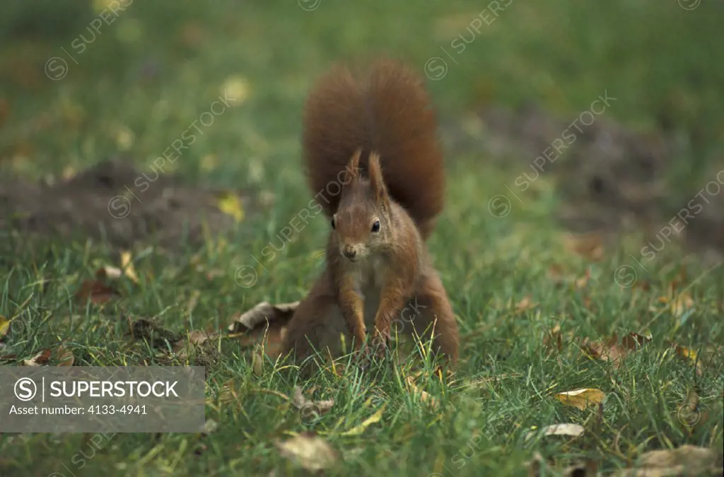 Red Squirrel , Sciurus vulgaris , Germany , Adult digging a nut