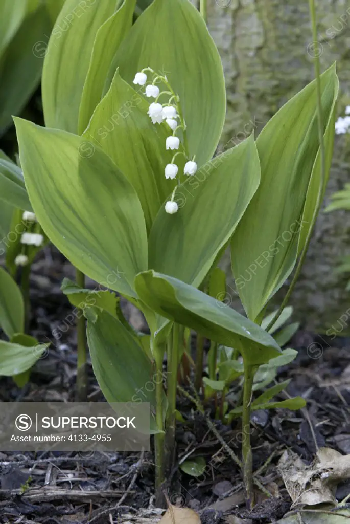 Lily of the valley , Convallaria majalis , Germany , Europe , bloom