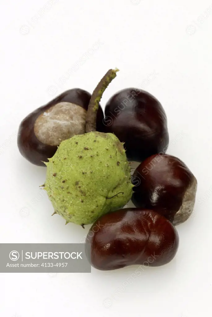 Horse Chestnut, Aesculus hippocastanum, Germany, fruit