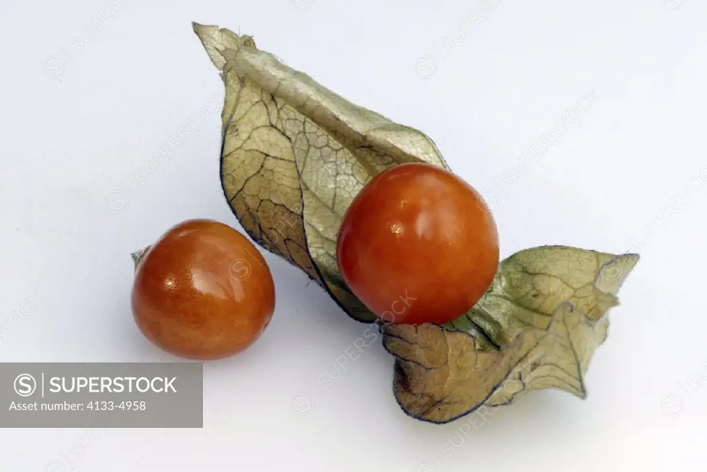Goldenberry, Cape Gooseberry Physalis peruviana Germany, fruit berry