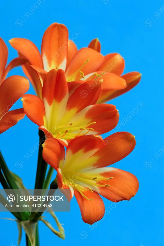 Clivia,Clivia miniata,South Africa,Germany,blooming flower