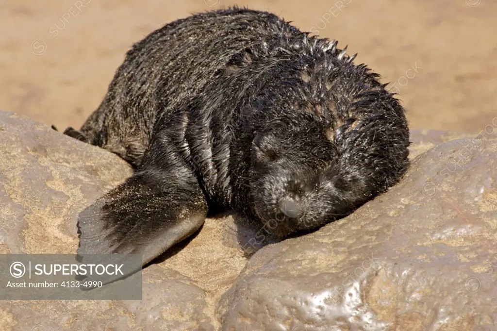 Cape Fur Seal, Arctocephalus pusillus, Cape Cross, Namibia , Africa, pup sleeping