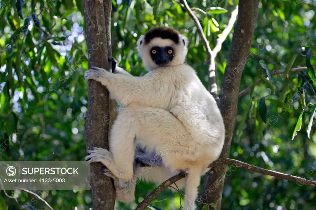 Verreaux`s Sifaka, Propithecus verreauxi coronatus, Berenty Game Reserve, Madagascar, adult on tree