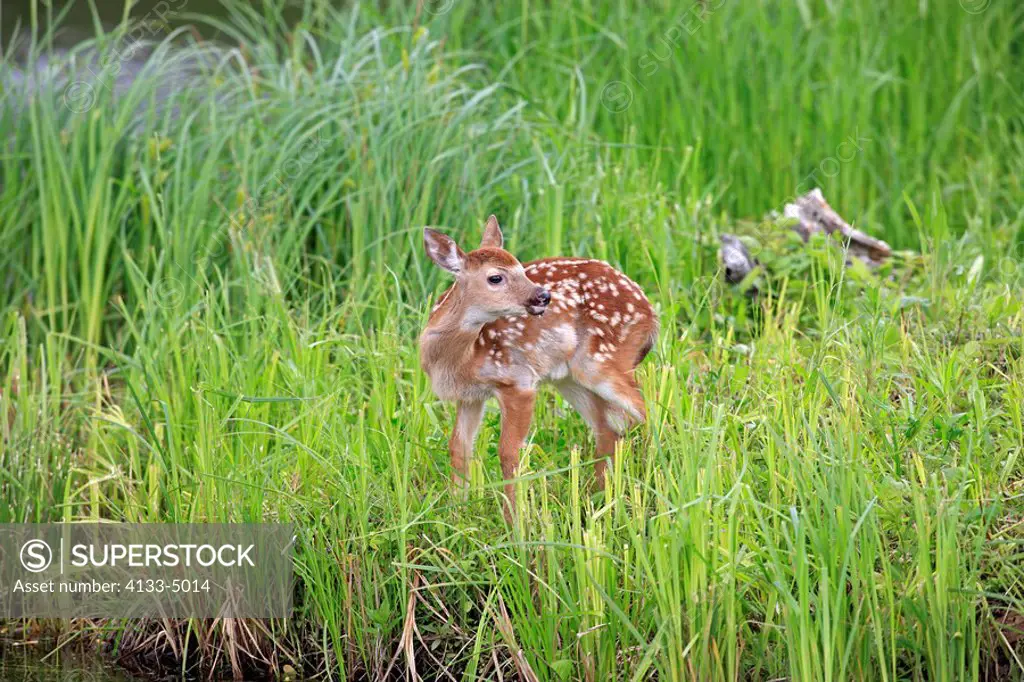 White_tailed deer,Odocoileus virginianus,Minnesota,USA,young on meadow at water