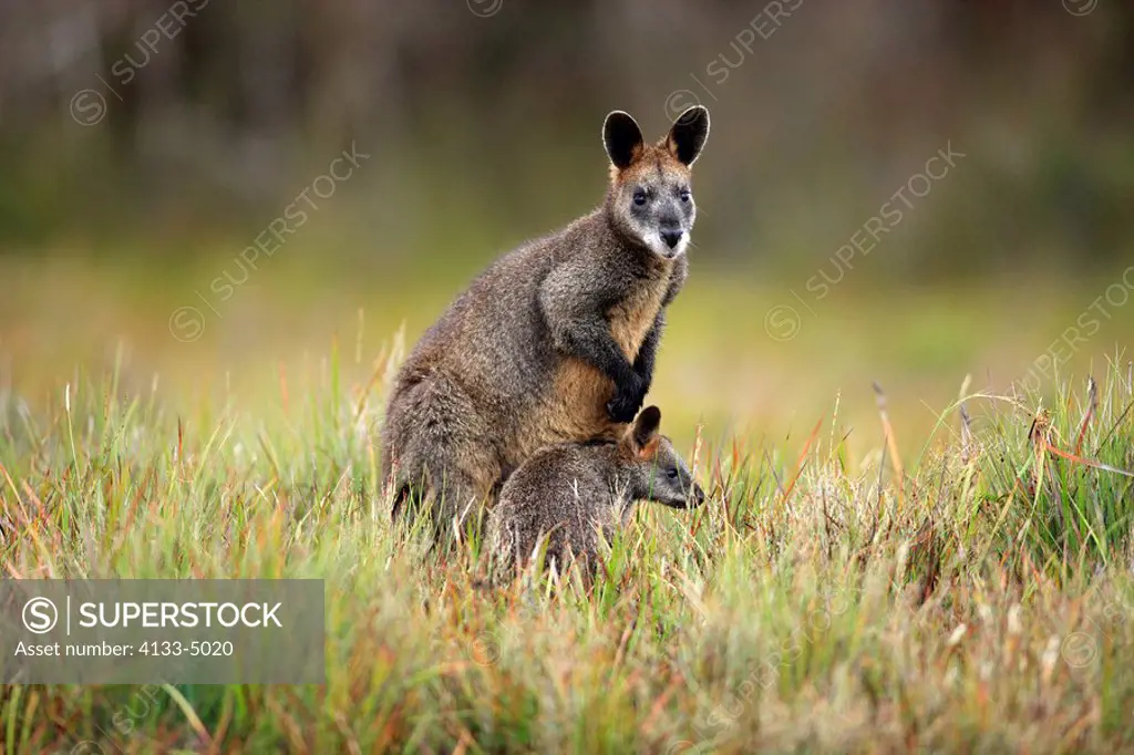 Swamp Wallaby,Wallabia bicolor,Wilson Promontory Nationalpark,Australia,adult female with young