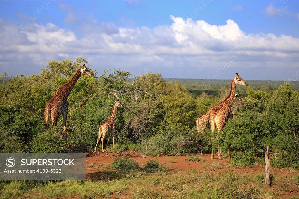 Cape Giraffe,Giraffa camelopardalis giraffa,Kruger Nationalpark,South Africa,Africa,family