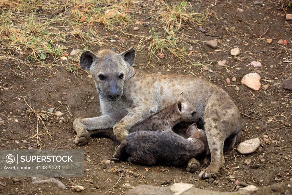 Spotted Hyaena,Crocuta crocuta,Kruger Nationalpark,South Africa,Africa,mother with youngs suckling