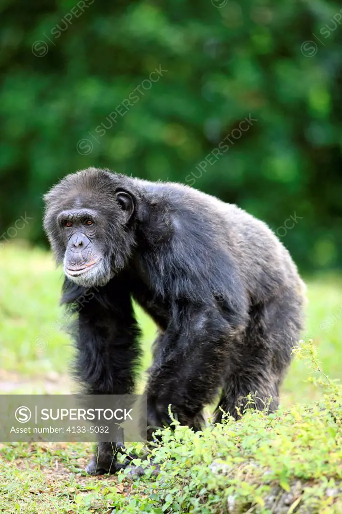 Chimpanzee,Pan troglodytes troglodytes,Africa,adult male