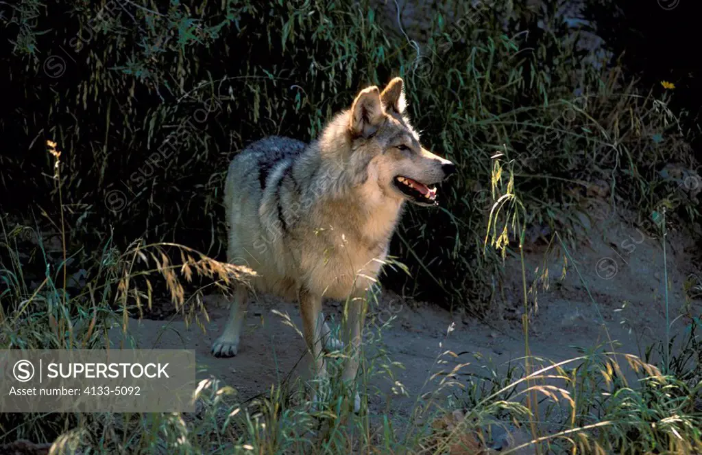 Mexican Wolf,Lanis lupus baileyi,Sonora Desert,Arizona,USA,adult