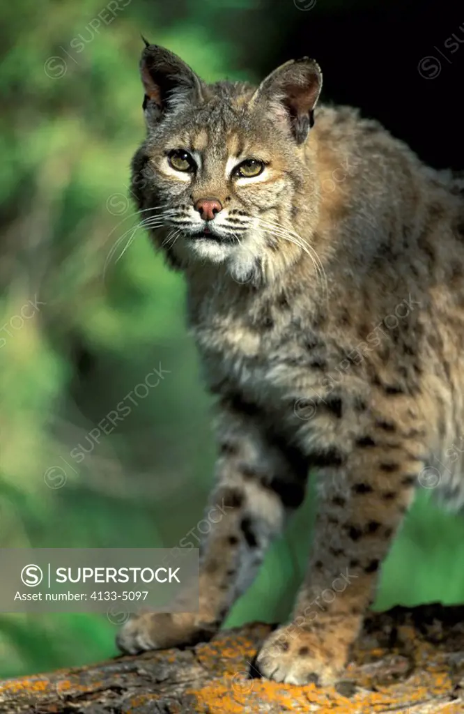 Bobcat,Lynx rufus,Montana,USA,adult on log
