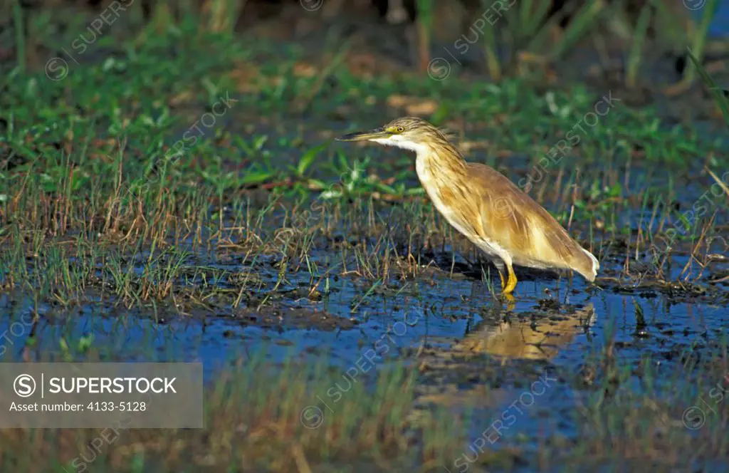 Squacco Heron Ardeola ralloides Amboseli Nationalpark Kenya Africa