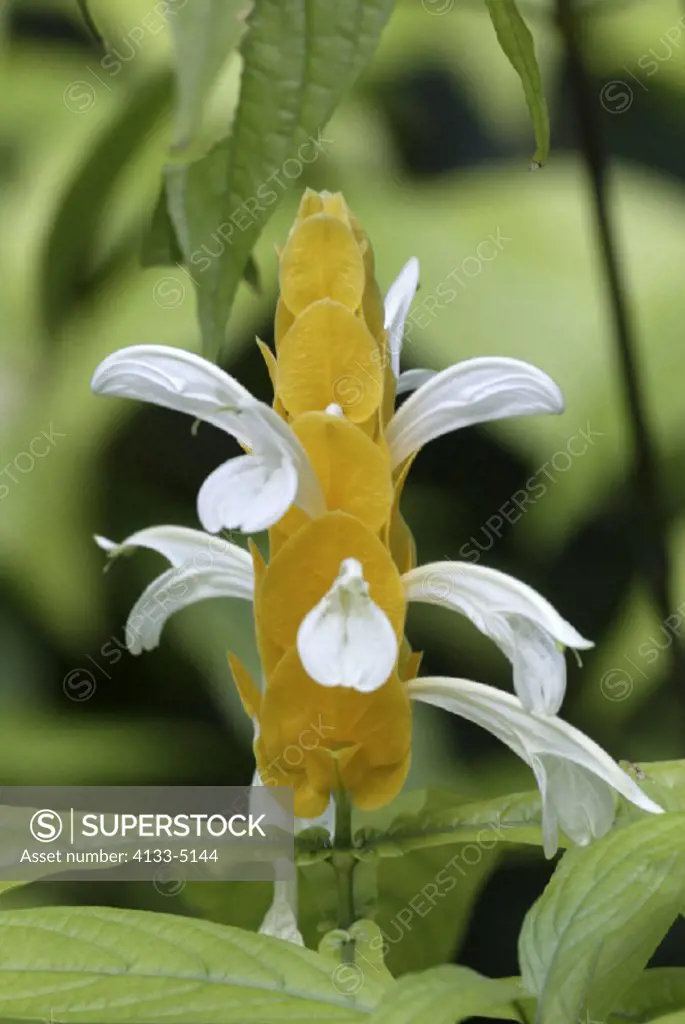 Golden Shrimp Plant , Pachystachys lutea , Golden Candle , Central America , America , bloom