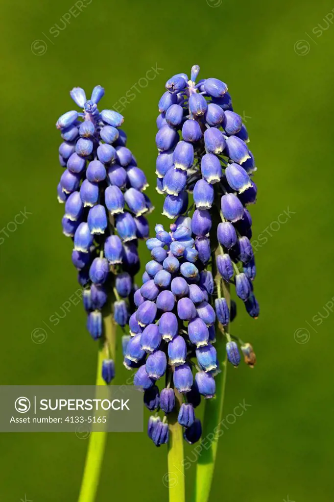 Grape hyacinth,Muscari latifolium,Ellerstadt,Germany,Europe,blooming