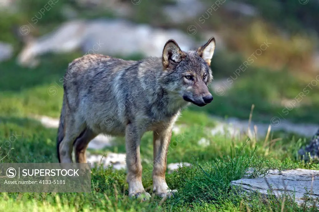 Gray Wolf Timber Wolf Canis lupus North America