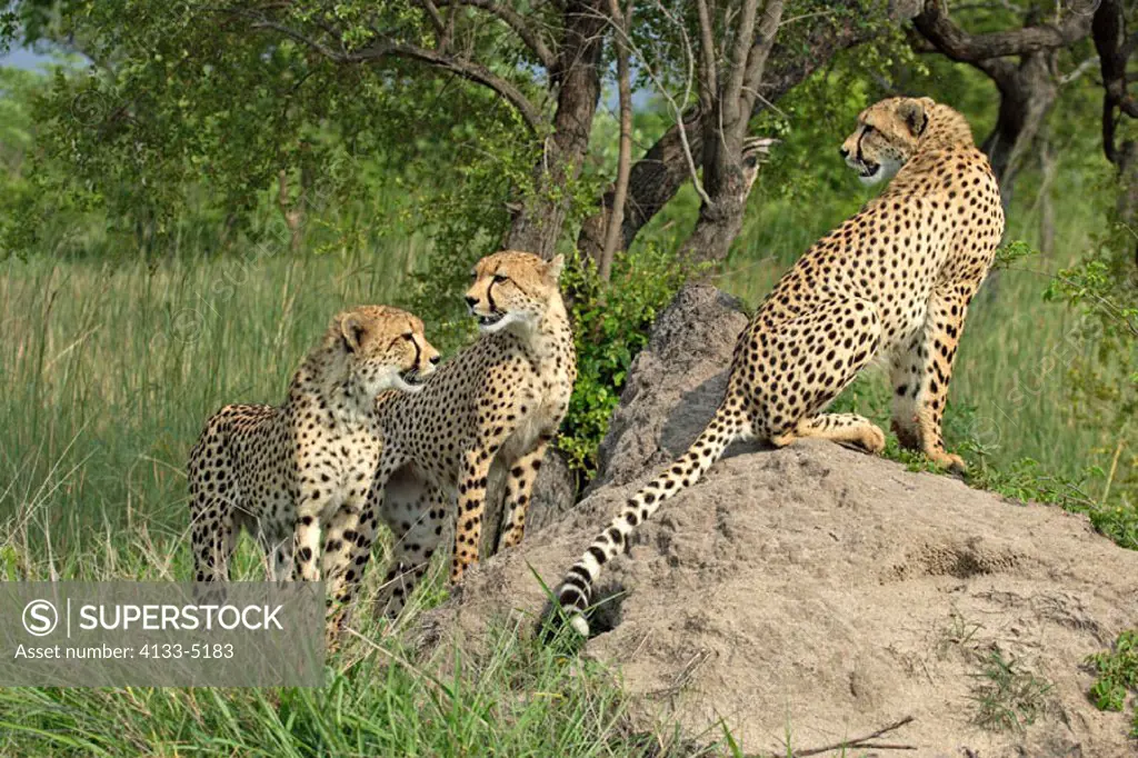 Cheetah, Acinonyx jubatus, Sabie Sand Game Reserve, South Africa , Africa, adult with subadults at termite hill