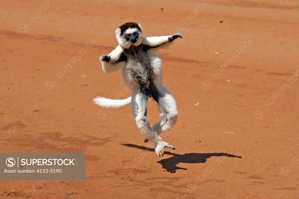 Verreaux`s Sifaka, Propithecus verreauxi coronatus, Berenty Game Reserve, Madagascar, adult female with young jumping