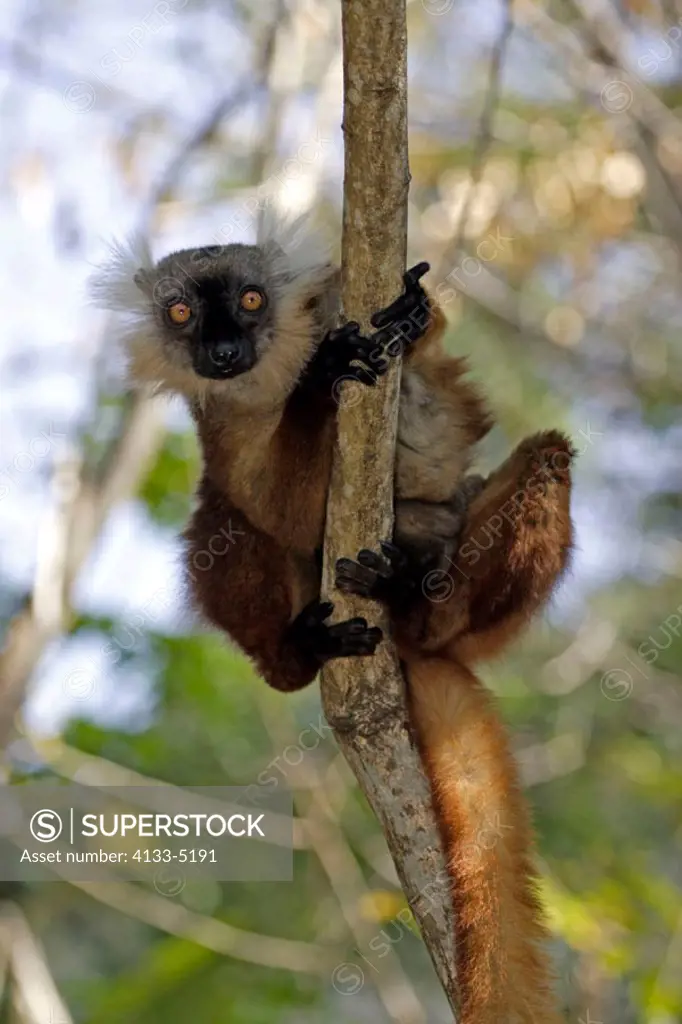 Black Lemur, Lemur macaco, Nosy Komba, Madagascar, adult female on tree