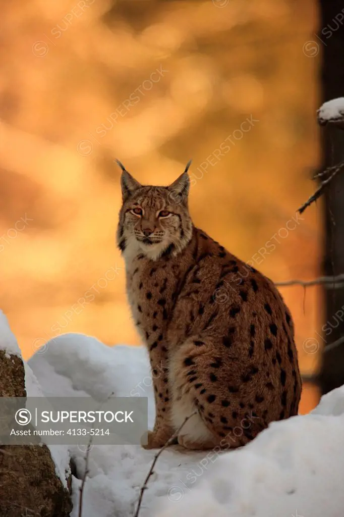 Carpathian lynx,Lynx lynx carpathicus,Bavarian Forest Nationalpark,Germany,Europe,adult sitting in snow in winter