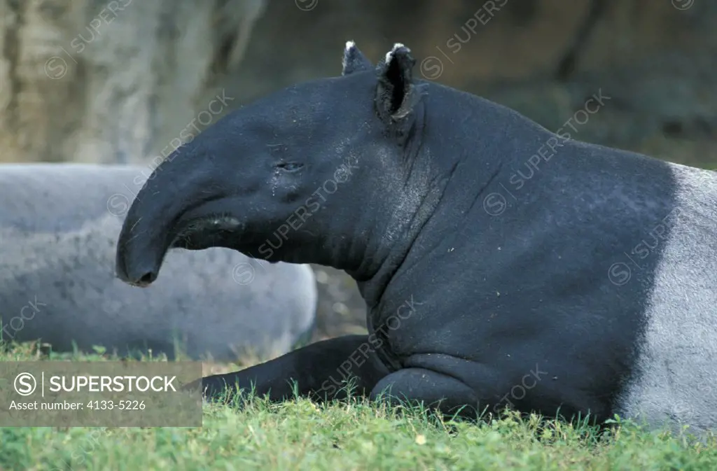 Malayan Tapir , Tapirus indicus , Asia , India  , Adult , Portrait , resting