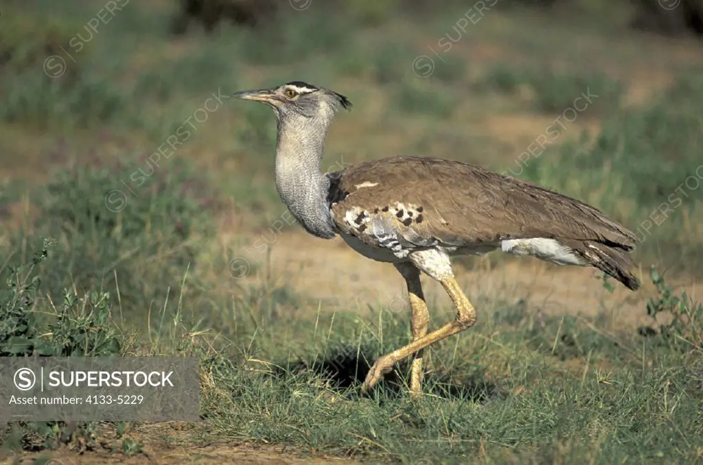 Kori Bustard , Ardeotis cori , Samburu Game Reserve , Kenya , Africa , Africa , adult