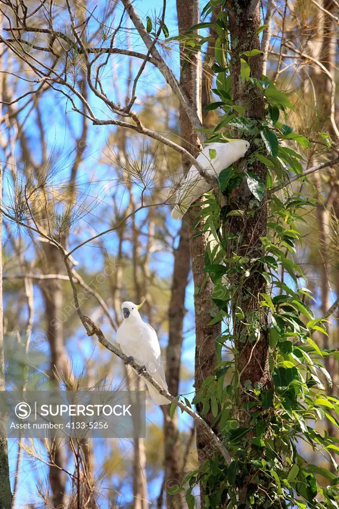 Sulfur crested Cockatoo,Cacatua galerita,Australia,adult couple on tree
