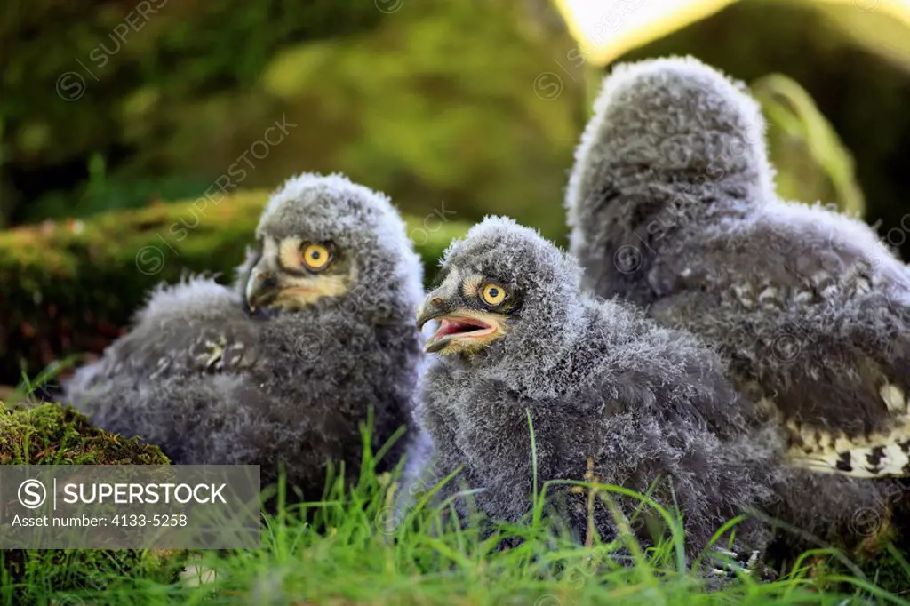 Snowy Owl,Nyctea scandiaca,Europe,three young birds sitting on ground