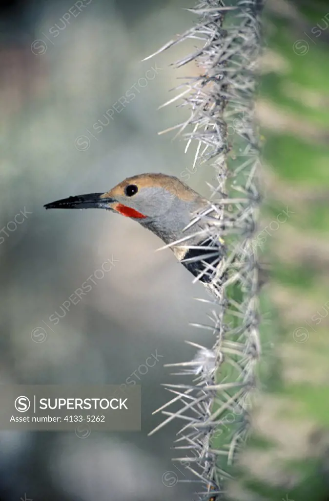 Northern Flicker , Colaptes auratus , Arizona , USA , America , adult looking out of the breeding cave
