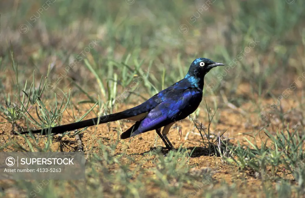 Ruppell`s Long Tailed Starling , Lamprotornis purpuropterus , Kenya , Africa , Africa , adult