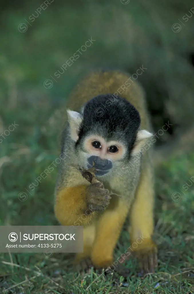 Common Squirrel Monkey , Primate , Primates , Saimiri sciureus , South America , Adult feeding on ground