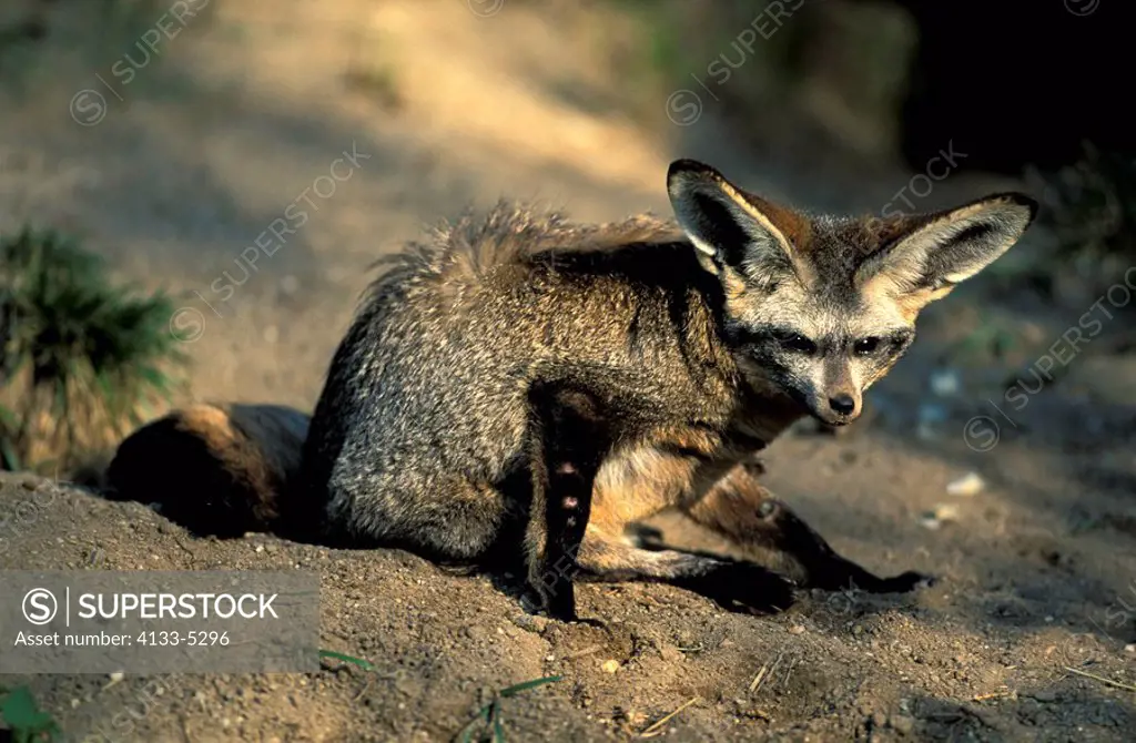 Bat Eared Fox,Otocyon megalotis,Africa,adult