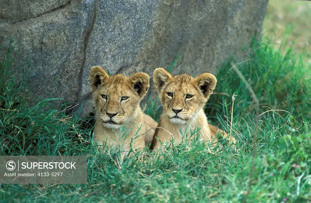 Lion,Panthera leo,Serengeti NP,Tanzania,Africa,two youngs
