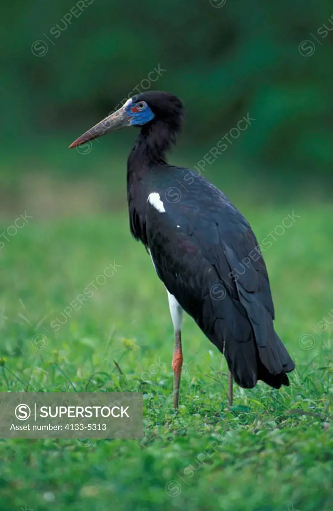 Abdims`s Stork, Ciconia abdimii, Africa, adult