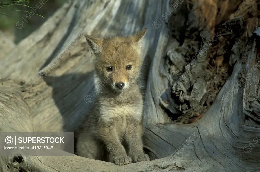 Coyote , Canis latrans , Montana , USA , young , pup