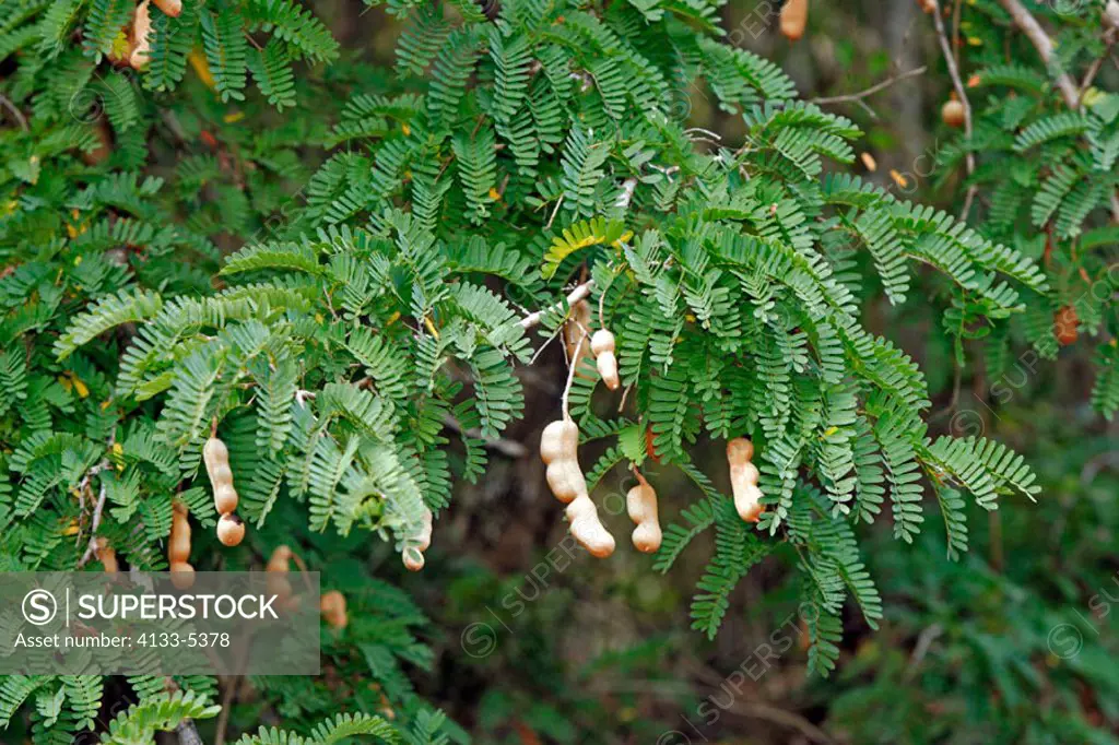 Tamarind, Tamarindus indica, Madagascar, fruit