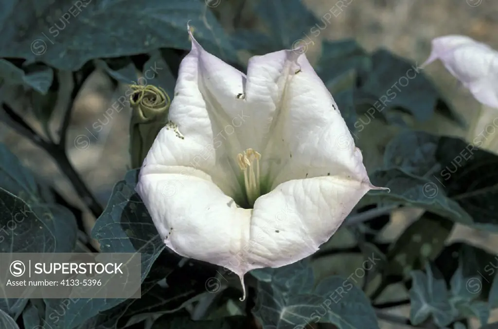 Indian Datura , Sacred Datura , Datura meteloides , Sonora Desert , Arizona , USA , America , bloom
