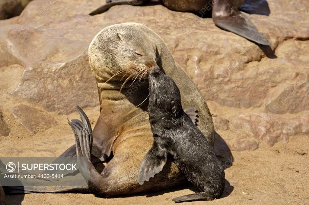 Cape Fur Seal, Arctocephalus pusillus, Cape Cross, Namibia , Africa, mother with baby finding her baby per smell