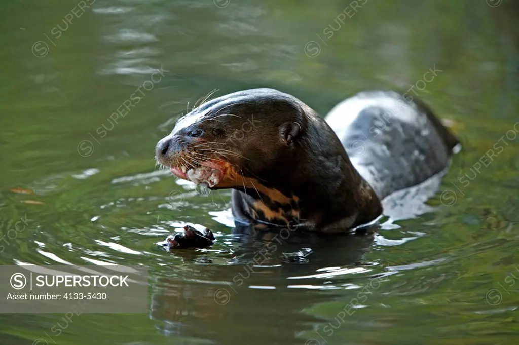 Giant River Otter,Pteronura brasiliensis,Pantanal,Brazil,adult,in water,with prey,with fish
