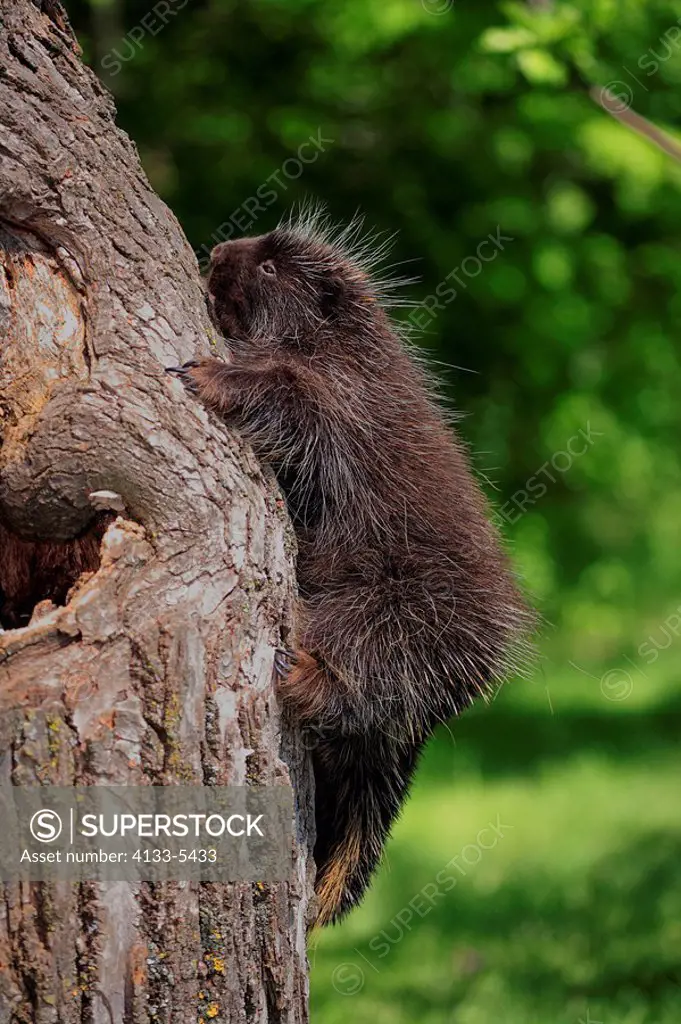 North American Porcupine,Erethizon dorsatum,Minnesota,USA,young climbing on tree