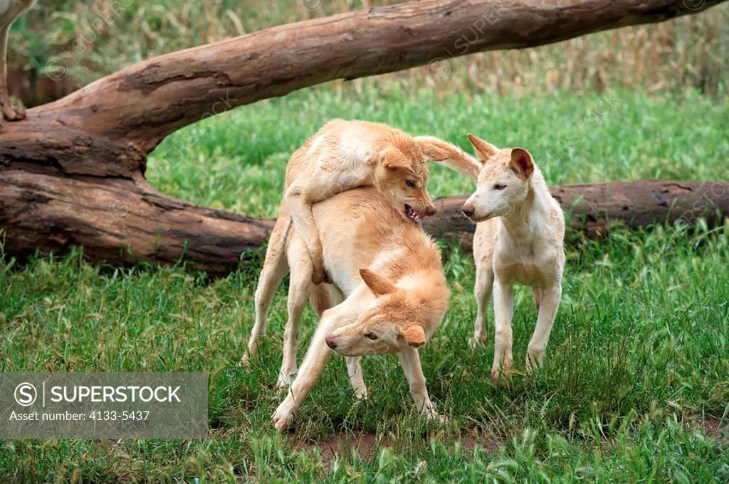 Dingo,Canis familiaris dingo,Australia,group of adults playing