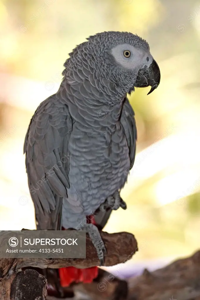 Grey Parrot, Psittacus erithacus timneh, West Africa, Central Africa, adult