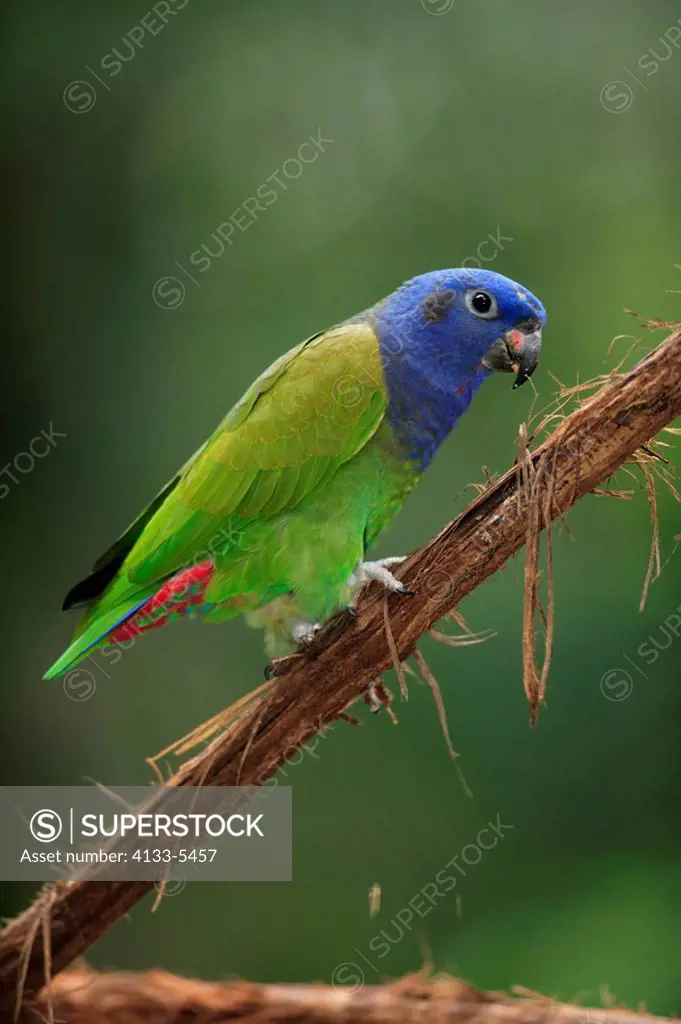 Blue-Headed Parrot,Pionus menstruus,Pantanal,Brazil,adult,on tree