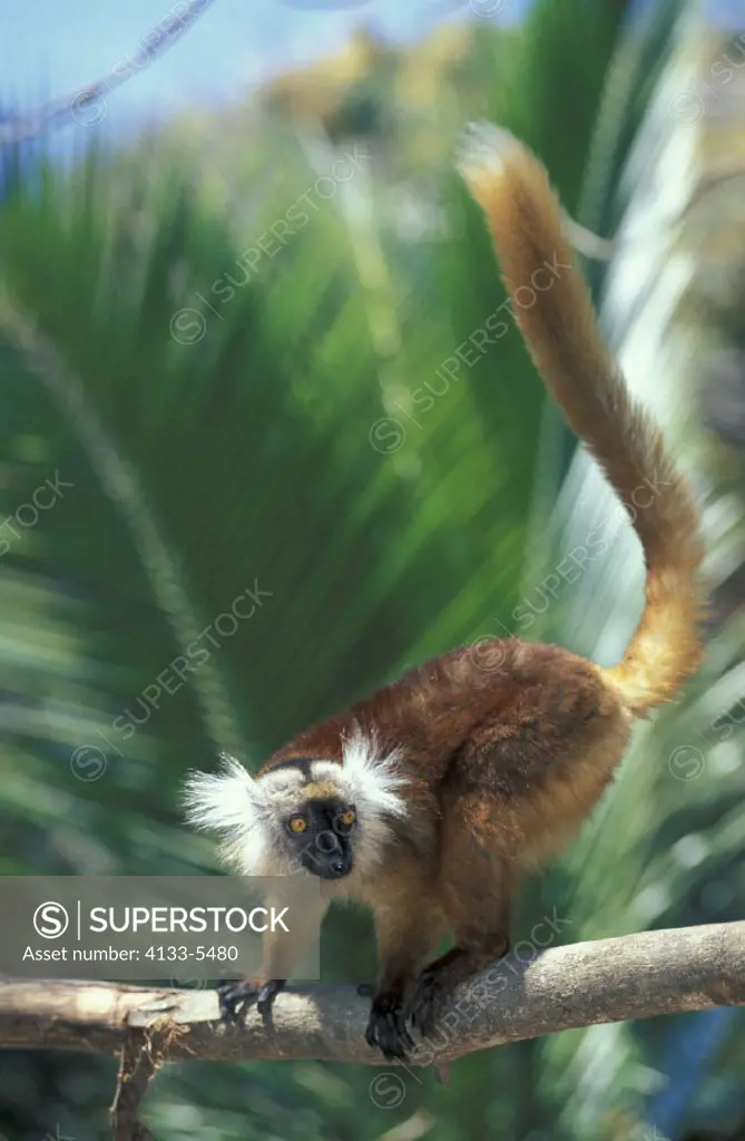 Black Lemur , Lemur macaco , Nosy Komba , Madagascar , Africa , Adult female